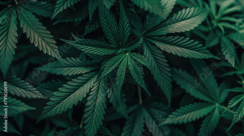 Marijuana leaf background wallpaper, cannabis hemp leaf outdoors. photo