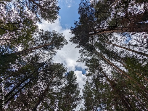trees and sky