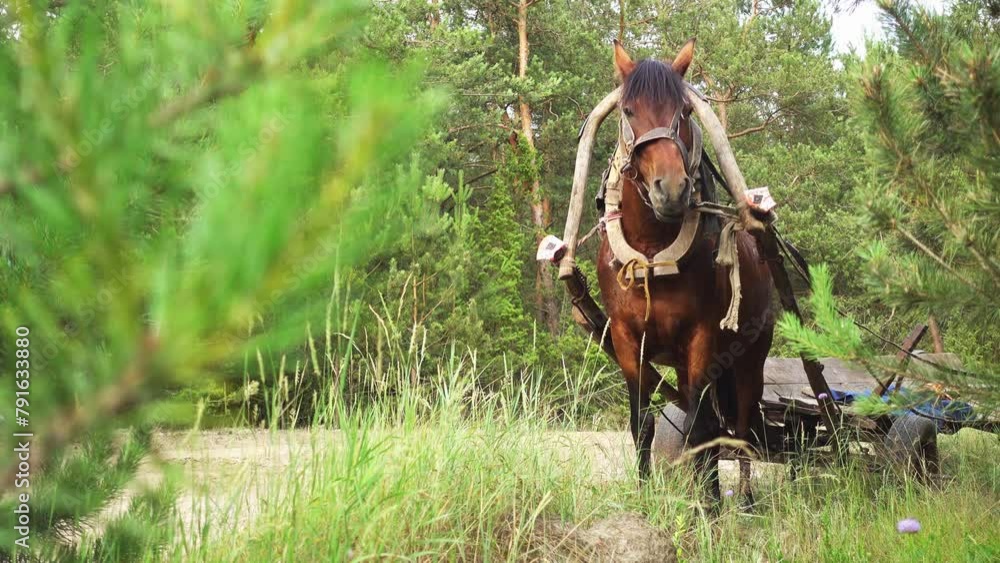 bay horse, harnessed to a wooden cart bay horse, harnessed to a wooden cart