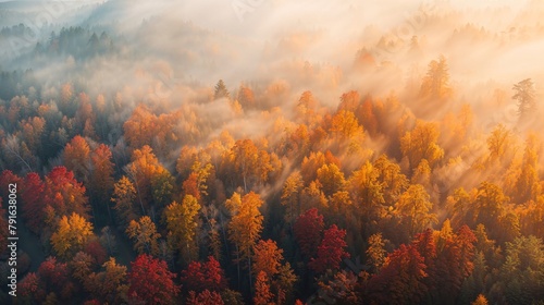 Natural landscape of a foggy forest during sunset from an aerial view
