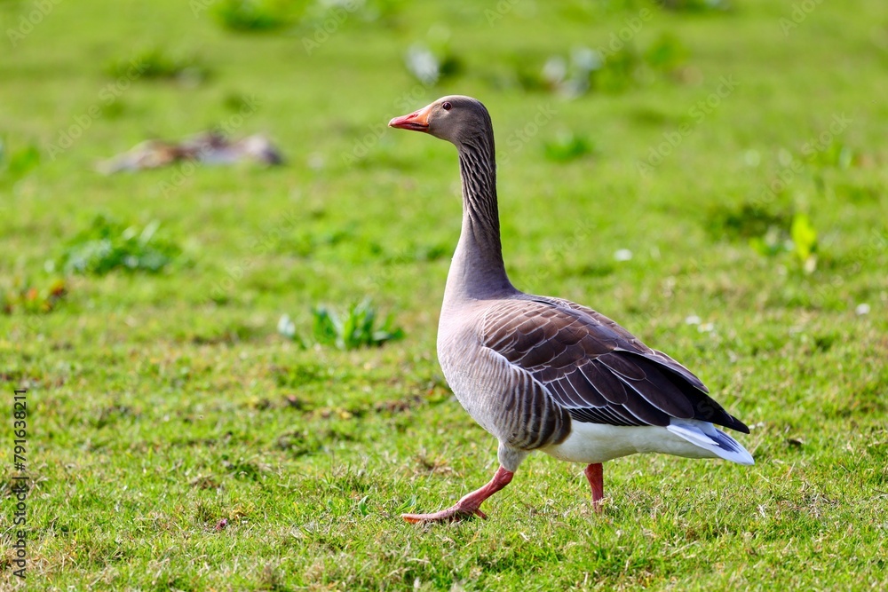Wild geese in the green grass. Spring time. Wild geese in the green grass. Spring time.