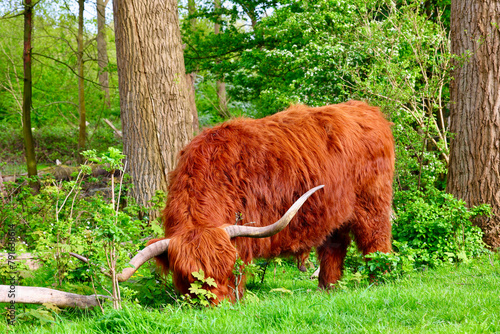 The free-ranging Scottish Highland Cow in dutch forest area, The Park Lage Bergse Bos, South Holland, The Netherlands.