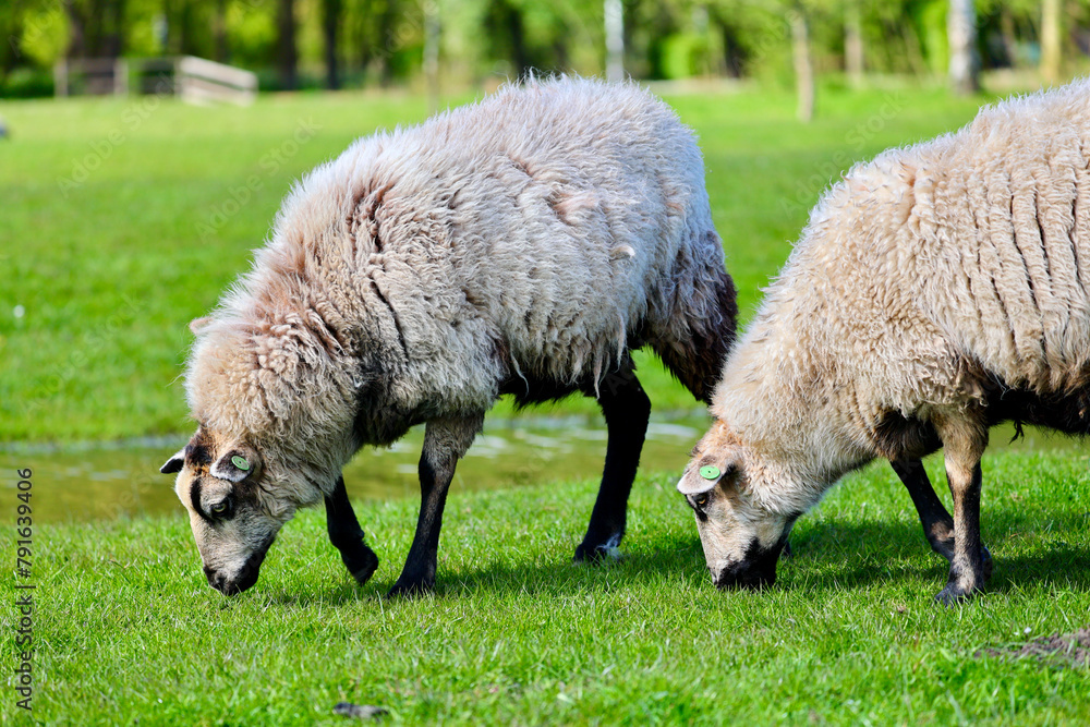 Dutch sheep on pasture. A farmland landscape in Holland. The farm is near Delft city. Delfgauw is a city in South Holland, The Netherlands. Dutch sheep on pasture. A farmland landscape in Holland. The farm is near Delft city. Delfgauw is a city in South Holland, The Netherlands.