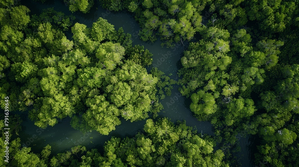 Naklejka premium Aerial scene of a lush forest with river amidst terrestrial plants and trees