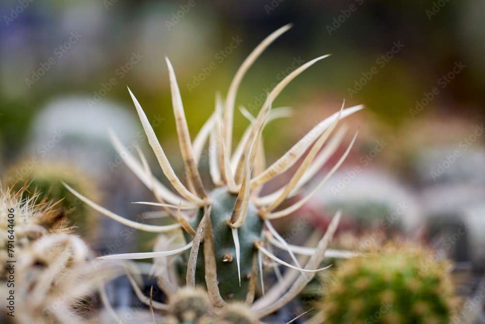 Close up Cacti and Succulents from a plant exhibition. Close up Cacti and Succulents from a plant exhibition.