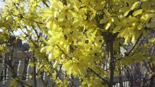 Forsythia intermedia, or border forsythia, is an ornamental deciduous shrub of garden origin. The shrub has an upright habit with arching branches and grows to 3 to 4 metres high. photo