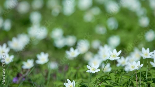 Anemonoides nemorosa, wood anemone, is early-spring plant in buttercup family Ranunculaceae, native to Europe. It is include windflower, thimbleweed, and smell fox, allusion to musky smell of leaves. photo