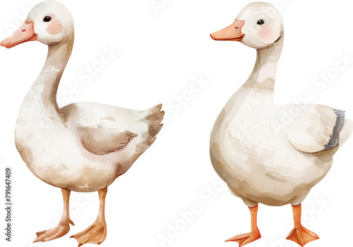 Cute watercolor geese. Vector illustration