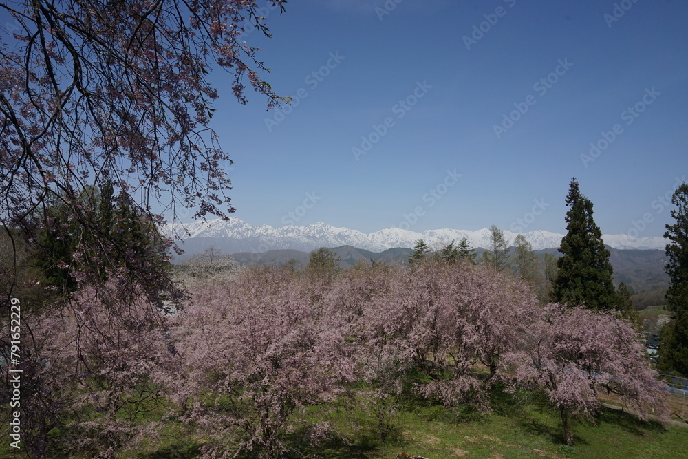 桜の名所から日本アルプスを臨む