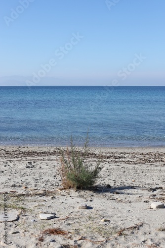 Solitary bush on the sandy shore with the blue ocean in the background. Kusadasi Long Beach, Turkey © Wirestock