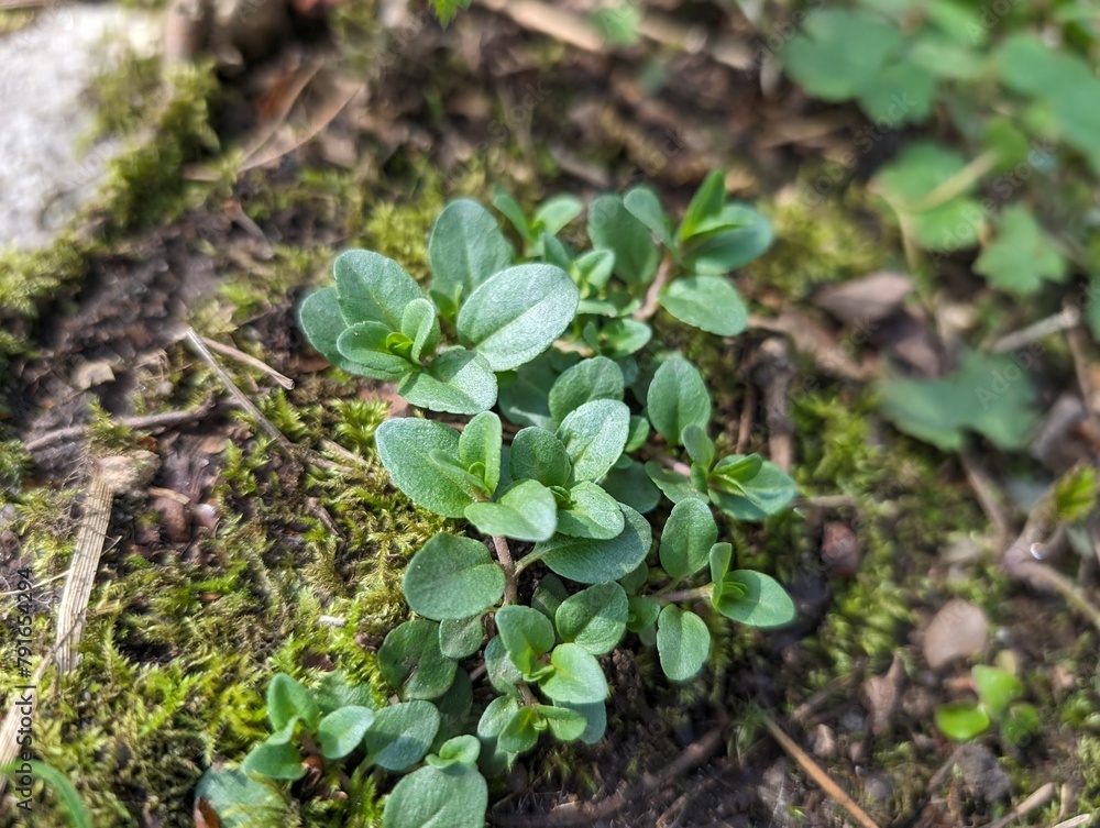 Leaves of Thyme-leaved Speedwell (Veronica serpyllifolia) Leaves of Thyme-leaved Speedwell (Veronica serpyllifolia)