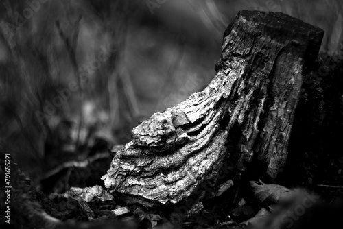 tree stump