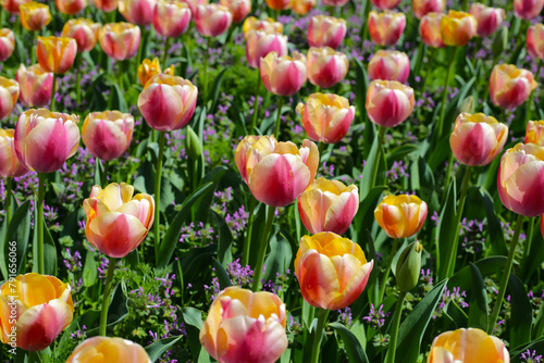 Beautiful tulip flower garden. The Expo 70 Commemorative Park, Osaka, Japan photo