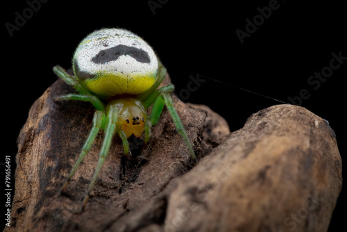 Araneus mitificus spider on blacxk background, Commonly known as the kidney garden spider or pale orb weaver on isolated background photo