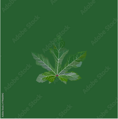Okra Leaf