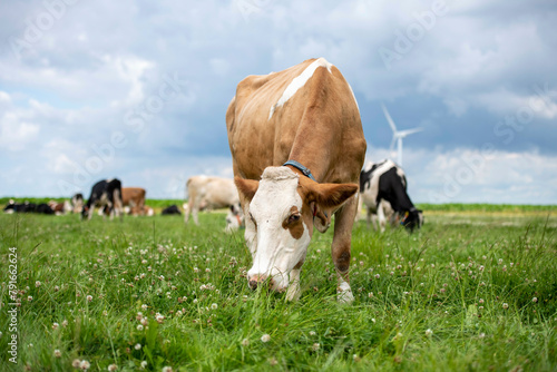 Cow grazing in a field with wind turbines in the background. photo