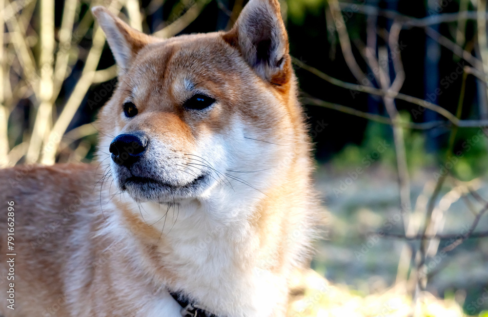 Shiba Inu dog outdoors in the forest