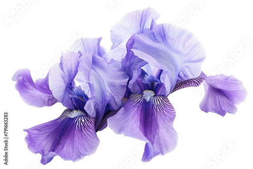 A close up of a purple flower on a white background. Perfect for nature and garden designs