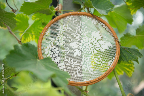 Embroidery hoop with lacework among green leaves. photo