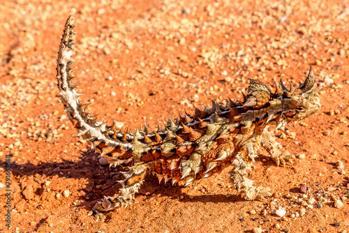 Thorny devils on the red sands of the Central Australian outback photo