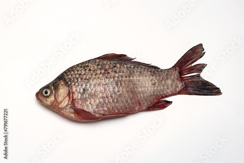 River fish. Carp on white background. River crucian carp of the carp family isolated on a white background