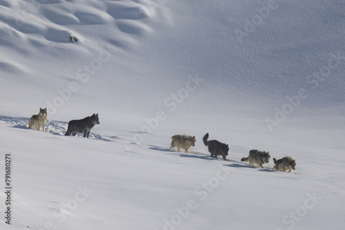 Gray Wolf pack in snow