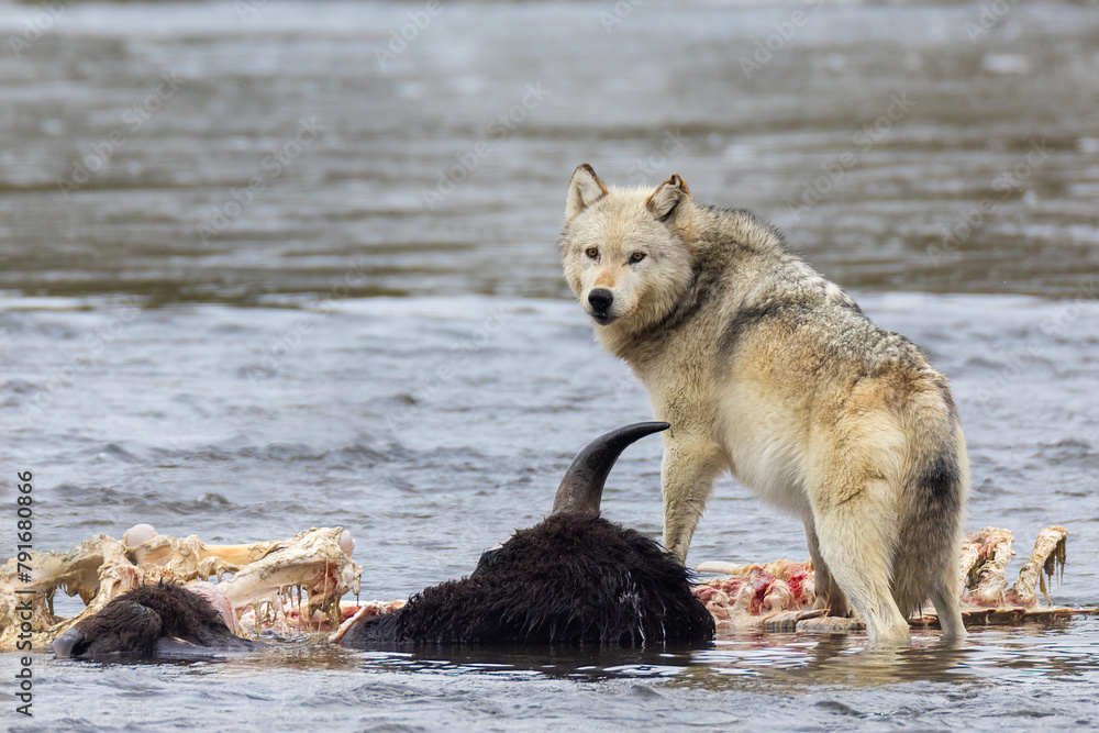 Gray wolf in the winter on bison carcass taken in Yellowstone NP Gray wolf in the winter on bison carcass taken in Yellowstone NP
