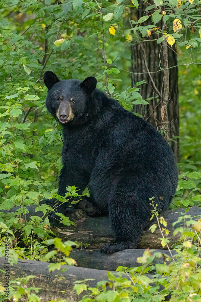 Black Bear adult female taken in northern MN Black Bear adult female taken in northern MN
