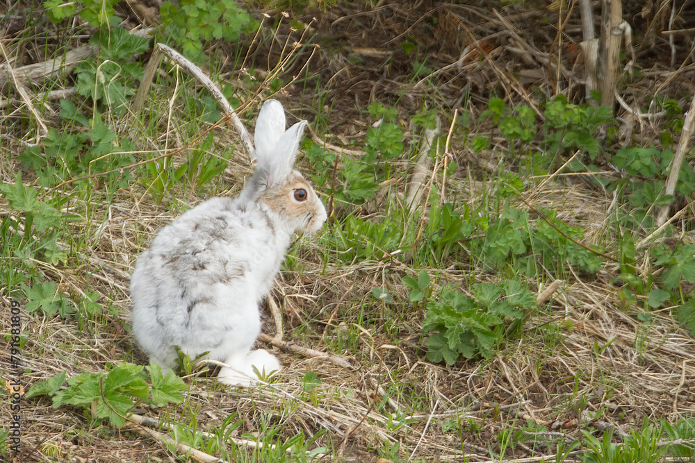 Fototapeta premium Snowshoe Hare in winter pelage taken in Yellowstone NP