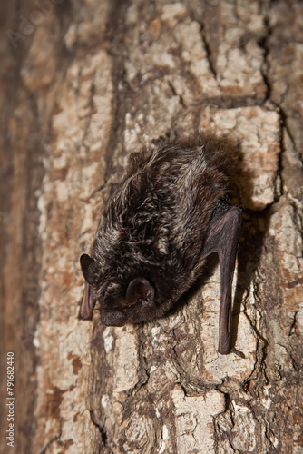 Silver-haired Bat taken in southern MN