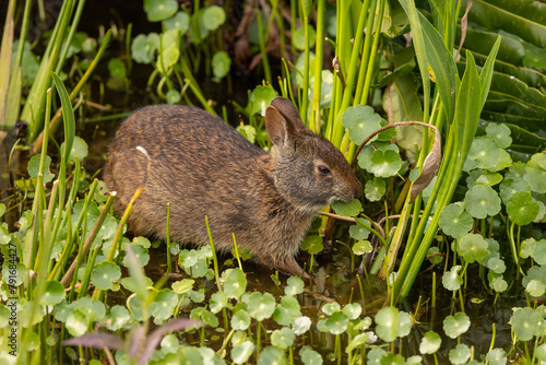 Marsh Rabbit taken in SE Florida