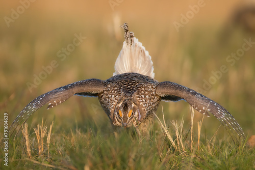 Sharp-tailed Grouse male displaying takekn in central Minnesota