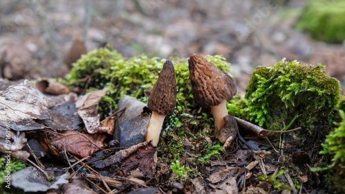 Morel Mushroom. Valuable, edible fungi