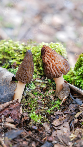 Morel Mushroom. Morchella esculenta. Valuable, edible fungi
