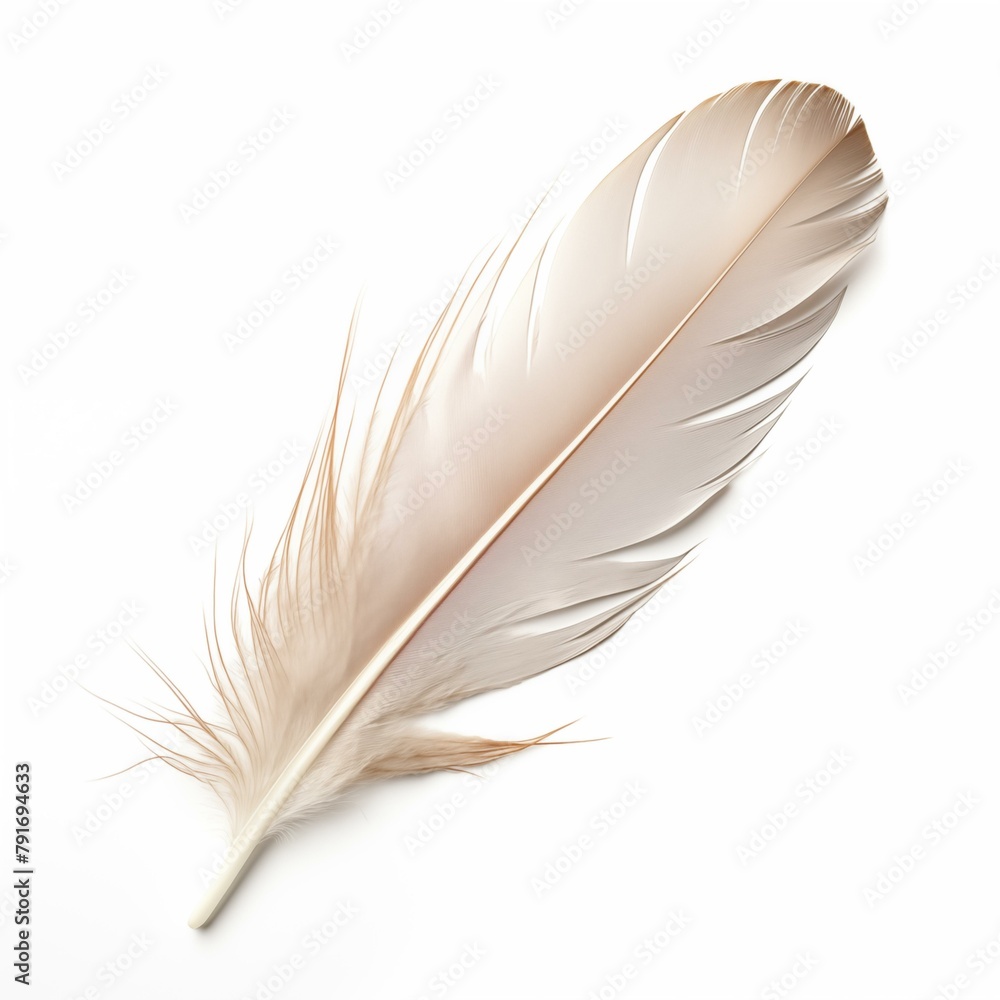 Feather on white background, symbol color literature elegance fluffy Feather on white background, symbol color literature elegance fluffy