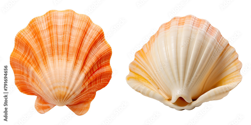 Cutout sea shell seashell, tropical climate conch shell aquatic Cutout sea shell seashell, tropical climate conch shell aquatic