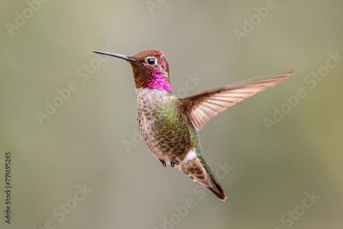 Anna's Hummingbird in flight with soft green background.
Vivid pink gorget with good feather detail.
