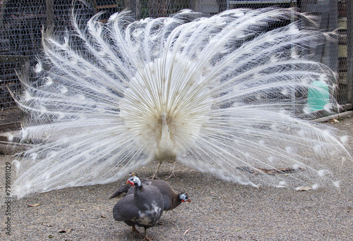 Photography Peacock or Indian Peafowl, bird photograph
