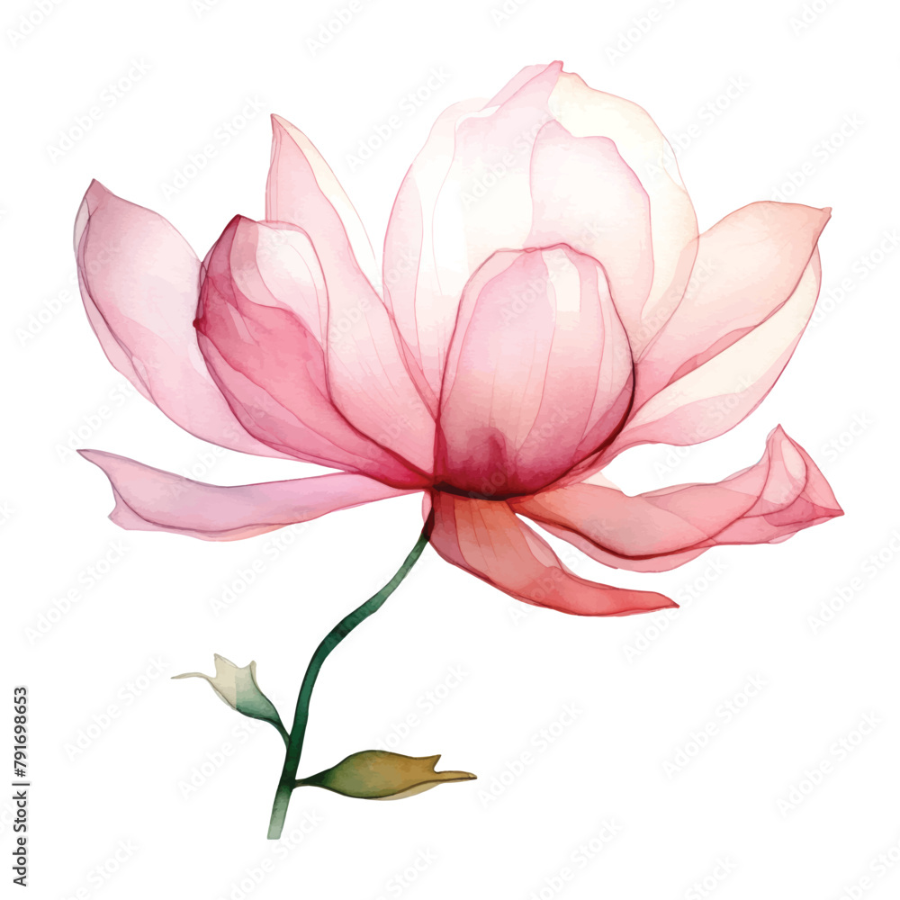 Watercolor translucent lotus flowers isolated. Pressed transparent dry flower botanical illustration