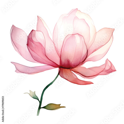 Watercolor translucent lotus flowers isolated. Pressed transparent dry flower botanical illustration