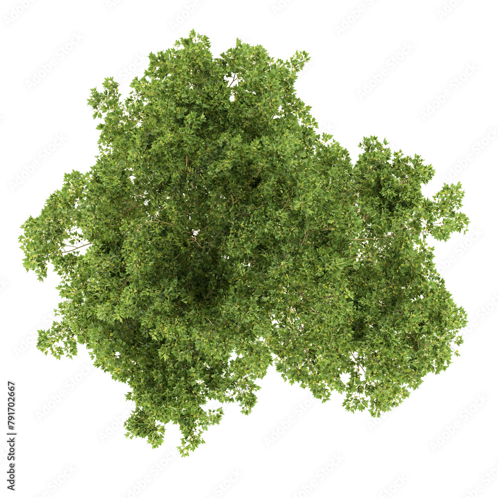 Obraz premium tree, top view, on transparent background
