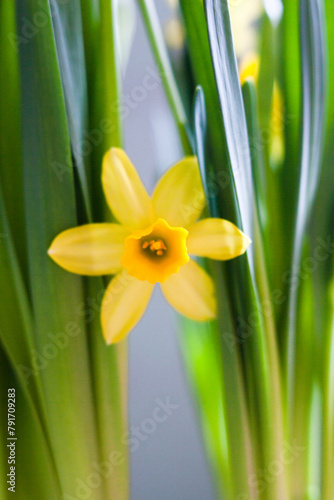 Yellow Narcissus flower