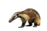 Anteater on a Transparent Background