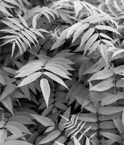 Beautiful plant in a park.