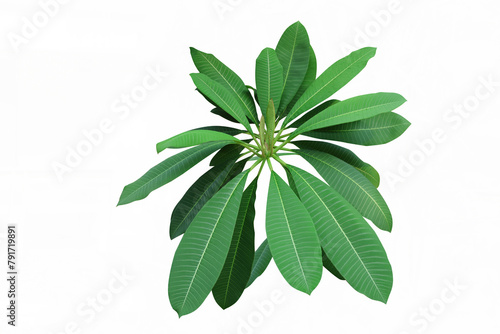 Group of Plumeria green leaves nature on isolate