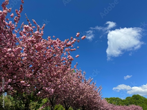 Pink blossom sakura trees in the spring park.