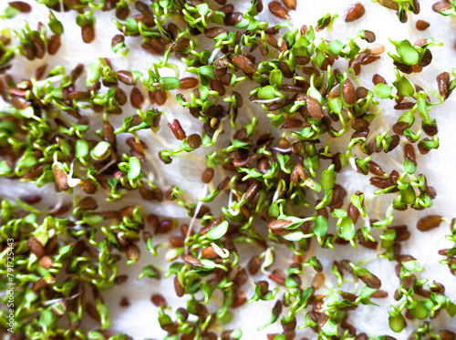 Sprouting of the seeds (linseeds)