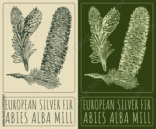 Vector drawing EUROPEAN SILVER FIR . Hand drawn illustration. The Latin name is ABIES ALBA MILL