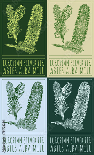 Set of vector drawing EUROPEAN SILVER FIR in various colors. Hand drawn illustration. The Latin name is ABIES ALBA MILL