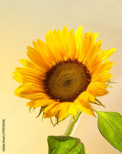 Sonnenblume, Sonnenblumenöl, Blume, isoliert, Sommer, © Kossmann / Plutat